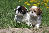 SHIH TZU 244